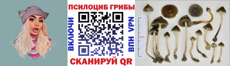 Галлюциногенные грибы Psilocybe  Купить где  Заречный 
